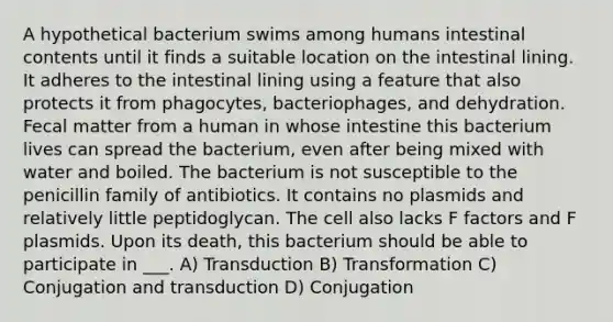 A hypothetical bacterium swims among humans intestinal contents until it finds a suitable location on the intestinal lining. It adheres to the intestinal lining using a feature that also protects it from phagocytes, bacteriophages, and dehydration. Fecal matter from a human in whose intestine this bacterium lives can spread the bacterium, even after being mixed with water and boiled. The bacterium is not susceptible to the penicillin family of antibiotics. It contains no plasmids and relatively little peptidoglycan. The cell also lacks F factors and F plasmids. Upon its death, this bacterium should be able to participate in ___. A) Transduction B) Transformation C) Conjugation and transduction D) Conjugation