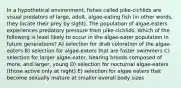 In a hypothetical environment, fishes called pike-cichlids are visual predators of large, adult, algae-eating fish (in other words, they locate their prey by sight). The population of algae-eaters experiences predatory pressure from pike-cichlids. Which of the following is least likely to occur in the algae-eater population in future generations? A) selection for drab coloration of the algae-eaters B) selection for algae-eaters that are faster swimmers C) selection for larger algae-eater, bearing broods composed of more, and larger, young D) selection for nocturnal algae-eaters (those active only at night) E) selection for algae eaters that become sexually mature at smaller overall body sizes