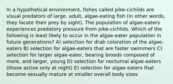 In a hypothetical environment, fishes called pike-cichlids are visual predators of large, adult, algae-eating fish (in other words, they locate their prey by sight). The population of algae-eaters experiences predatory pressure from pike-cichlids. Which of the following is least likely to occur in the algae-eater population in future generations? A) selection for drab coloration of the algae-eaters B) selection for algae-eaters that are faster swimmers C) selection for larger algae-eater, bearing broods composed of more, and larger, young D) selection for nocturnal algae-eaters (those active only at night) E) selection for algae eaters that become sexually mature at smaller overall body sizes