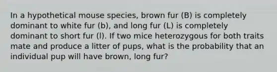 In a hypothetical mouse species, brown fur (B) is completely dominant to white fur (b), and long fur (L) is completely dominant to short fur (l). If two mice heterozygous for both traits mate and produce a litter of pups, what is the probability that an individual pup will have brown, long fur?