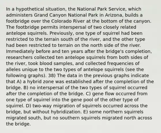 In a hypothetical situation, the National Park Service, which administers Grand Canyon National Park in Arizona, builds a footbridge over the Colorado River at the bottom of the canyon. The footbridge permits interspersal of two closely related antelope squirrels. Previously, one type of squirrel had been restricted to the terrain south of the river, and the other type had been restricted to terrain on the north side of the river. Immediately before and ten years after the bridge's completion, researchers collected ten antelope squirrels from both sides of the river, took blood samples, and collected frequencies of alleles unique to the two types of antelope squirrels (see the following graphs). 38) The data in the previous graphs indicate that A) a hybrid zone was established after the completion of the bridge. B) no interspersal of the two types of squirrel occurred after the completion of the bridge. C) gene flow occurred from one type of squirrel into the gene pool of the other type of squirrel. D) two-way migration of squirrels occurred across the bridge, but without hybridization. E) some northern squirrels migrated south, but no southern squirrels migrated north across the bridge.