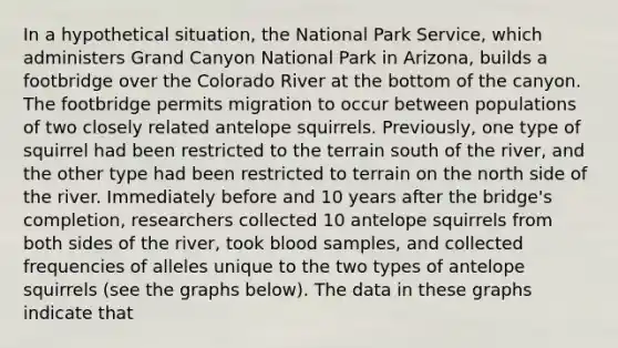 In a hypothetical situation, the National Park Service, which administers Grand Canyon National Park in Arizona, builds a footbridge over the Colorado River at the bottom of the canyon. The footbridge permits migration to occur between populations of two closely related antelope squirrels. Previously, one type of squirrel had been restricted to the terrain south of the river, and the other type had been restricted to terrain on the north side of the river. Immediately before and 10 years after the bridge's completion, researchers collected 10 antelope squirrels from both sides of the river, took blood samples, and collected frequencies of alleles unique to the two types of antelope squirrels (see the graphs below). The data in these graphs indicate that