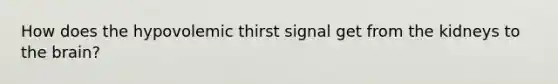 How does the hypovolemic thirst signal get from the kidneys to the brain?