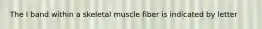 The I band within a skeletal muscle fiber is indicated by letter