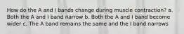 How do the A and I bands change during muscle contraction? a. Both the A and I band narrow b. Both the A and I band become wider c. The A band remains the same and the I band narrows