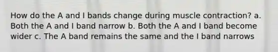 How do the A and I bands change during muscle contraction? a. Both the A and I band narrow b. Both the A and I band become wider c. The A band remains the same and the I band narrows