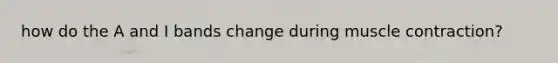 how do the A and I bands change during muscle contraction?