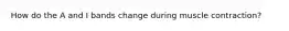 How do the A and I bands change during muscle contraction?