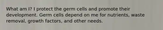 What am I? I protect the germ cells and promote their development. Germ cells depend on me for nutrients, waste removal, growth factors, and other needs.