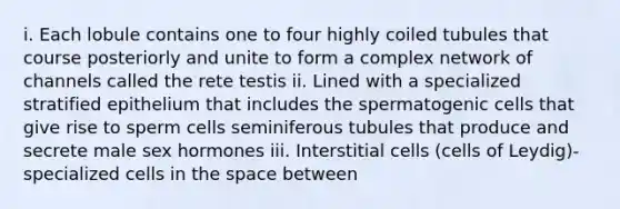 i. Each lobule contains one to four highly coiled tubules that course posteriorly and unite to form a complex network of channels called the rete testis ii. Lined with a specialized stratified epithelium that includes the spermatogenic cells that give rise to sperm cells seminiferous tubules that produce and secrete male sex hormones iii. Interstitial cells (cells of Leydig)- specialized cells in the space between