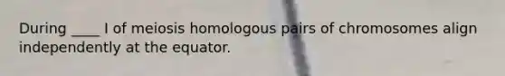 During ____ I of meiosis homologous pairs of chromosomes align independently at the equator.