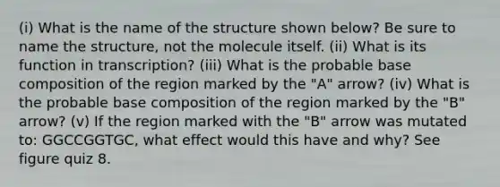 (i) What is the name of the structure shown below? Be sure to name the structure, not the molecule itself. (ii) What is its function in transcription? (iii) What is the probable base composition of the region marked by the "A" arrow? (iv) What is the probable base composition of the region marked by the "B" arrow? (v) If the region marked with the "B" arrow was mutated to: GGCCGGTGC, what effect would this have and why? See figure quiz 8.