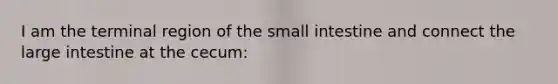 I am the terminal region of the small intestine and connect the large intestine at the cecum: