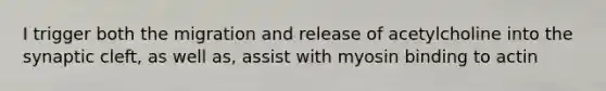 I trigger both the migration and release of acetylcholine into the synaptic cleft, as well as, assist with myosin binding to actin