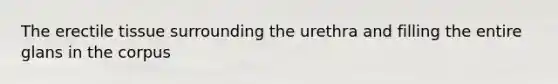 The erectile tissue surrounding the urethra and filling the entire glans in the corpus