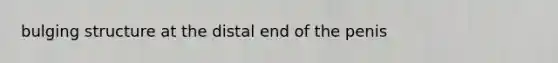 bulging structure at the distal end of the penis