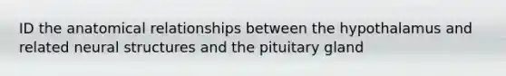 ID the anatomical relationships between the hypothalamus and related neural structures and the pituitary gland