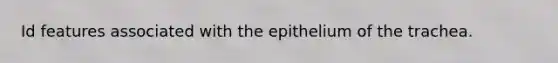 Id features associated with the epithelium of the trachea.