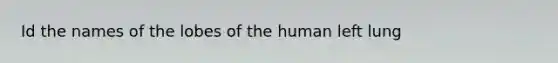 Id the names of the lobes of the human left lung