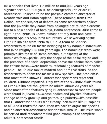 ID: a species that lived 1.2 million to 800,000 years ago significance: 500, 000 ya H. heidelbergensis Earlier are H. antecessor -Believed to be the possible common ancestor of Neandertals and Homo sapiens. These remains, from Gran Dolina, are the subject of debate as some researchers believe that the juvenile they came from belonged not to Homo erectus but to a new species of hominid, Homo antecessor. -first came to light in the 1990s, is known almost entirely from one cave in northern Spain's Atapuerca Mountains. While working at the Gran Dolina site from 1994 to 1996, a team of Spanish researchers found 80 fossils belonging to six hominid individuals that lived roughly 800,000 years ago. The hominids' teeth were primitive like those of Homo erectus, but aspects of the hominid's face—particularly the shape of the nasal region and the presence of a facial depression above the canine tooth called the canine fossa—were modern, resembling features of modern people. The unique mix of modern and primitive traits led the researchers to deem the fossils a new species -One problem is that most of the known H. antecessor specimens represent children, Gibbons reported. Only two of the six individuals found at Gran Dolina are thought to be adults, about 20 years old. Since most of the features tying H. antecessor to modern people were found in juveniles—whose bodies and physical features change as they grow up and go through puberty—it's possible that H. antecessor adults didn't really look much like H. sapiens at all. And if that's the case, then it's hard to argue the species had an ancestor-descendent relationship with us. The issue won't be settled until researchers find good examples of complete adult H. antecessor fossils.