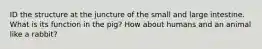 ID the structure at the juncture of the small and large intestine. What is its function in the pig? How about humans and an animal like a rabbit?