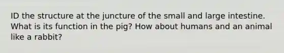 ID the structure at the juncture of the small and large intestine. What is its function in the pig? How about humans and an animal like a rabbit?