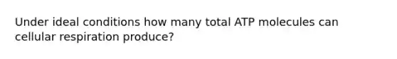 Under ideal conditions how many total ATP molecules can cellular respiration produce?