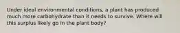 Under ideal environmental conditions, a plant has produced much more carbohydrate than it needs to survive. Where will this surplus likely go in the plant body?