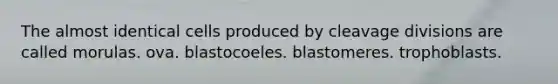 The almost identical cells produced by cleavage divisions are called morulas. ova. blastocoeles. blastomeres. trophoblasts.