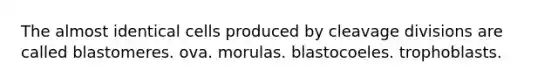 The almost identical cells produced by cleavage divisions are called blastomeres. ova. morulas. blastocoeles. trophoblasts.