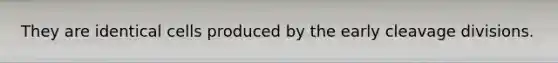 They are identical cells produced by the early cleavage divisions.