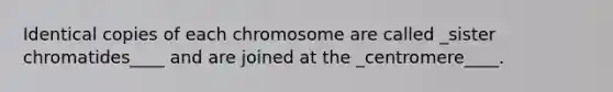 Identical copies of each chromosome are called _sister chromatides____ and are joined at the _centromere____.