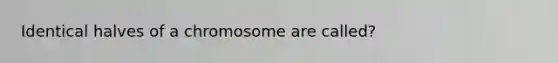 Identical halves of a chromosome are called?