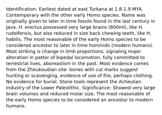 Identification: Earliest dated at east Turkana at 1.8-1.9 MYA. Contemporary with the other early Homo species. Name was originally given to later in time fossils found in the last century in Java. H. erectus possessed very large brains (800ml), like H. rudolfensis, but also reduced in size back chewing teeth, like H. habilis. The most reasonable of the early Homo species to be considered ancestor to later in time hominids (modern humans). Most striking is change in limb proportions, signaling major alteration in patter of bipedal locomotion, fully committed to terrestrial lives, aboreaslism in the past. Most evidence comes from the Zhoukoudian site: bones with cut marks suggest hunting or scavenging, evidence of use of fire, perhaps clothing. No evidence for burial. Stone tools represent the Acheulian Industry of the Lower Paleolithic. Significance: Showed very large brain volumes and reduced molar size. The most reasonable of the early Homo species to be considered an ancestor to modern humans.