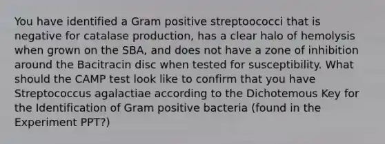 You have identified a Gram positive streptoococci that is negative for catalase production, has a clear halo of hemolysis when grown on the SBA, and does not have a zone of inhibition around the Bacitracin disc when tested for susceptibility. What should the CAMP test look like to confirm that you have Streptococcus agalactiae according to the Dichotemous Key for the Identification of Gram positive bacteria (found in the Experiment PPT?)