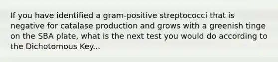 If you have identified a gram-positive streptococci that is negative for catalase production and grows with a greenish tinge on the SBA plate, what is the next test you would do according to the Dichotomous Key...