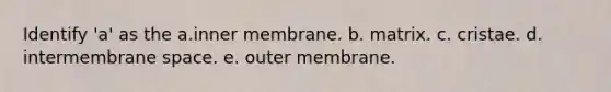 Identify 'a' as the a.inner membrane. b. matrix. c. cristae. d. intermembrane space. e. outer membrane.