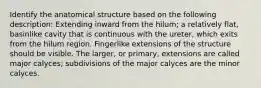 Identify the anatomical structure based on the following description: Extending inward from the hilum; a relatively flat, basinlike cavity that is continuous with the ureter, which exits from the hilum region. Fingerlike extensions of the structure should be visible. The larger, or primary, extensions are called major calyces; subdivisions of the major calyces are the minor calyces.