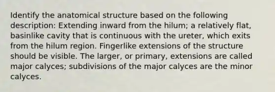 Identify the anatomical structure based on the following description: Extending inward from the hilum; a relatively flat, basinlike cavity that is continuous with the ureter, which exits from the hilum region. Fingerlike extensions of the structure should be visible. The larger, or primary, extensions are called major calyces; subdivisions of the major calyces are the minor calyces.