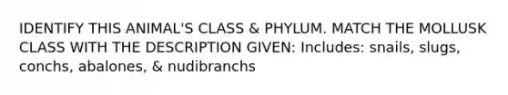 IDENTIFY THIS ANIMAL'S CLASS & PHYLUM. MATCH THE MOLLUSK CLASS WITH THE DESCRIPTION GIVEN: Includes: snails, slugs, conchs, abalones, & nudibranchs