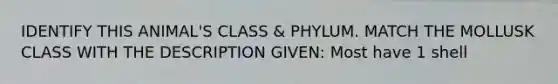 IDENTIFY THIS ANIMAL'S CLASS & PHYLUM. MATCH THE MOLLUSK CLASS WITH THE DESCRIPTION GIVEN: Most have 1 shell