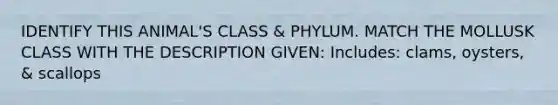 IDENTIFY THIS ANIMAL'S CLASS & PHYLUM. MATCH THE MOLLUSK CLASS WITH THE DESCRIPTION GIVEN: Includes: clams, oysters, & scallops