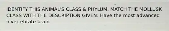 IDENTIFY THIS ANIMAL'S CLASS & PHYLUM. MATCH THE MOLLUSK CLASS WITH THE DESCRIPTION GIVEN: Have the most advanced invertebrate brain