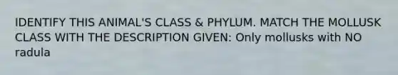 IDENTIFY THIS ANIMAL'S CLASS & PHYLUM. MATCH THE MOLLUSK CLASS WITH THE DESCRIPTION GIVEN: Only mollusks with NO radula
