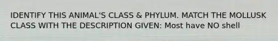 IDENTIFY THIS ANIMAL'S CLASS & PHYLUM. MATCH THE MOLLUSK CLASS WITH THE DESCRIPTION GIVEN: Most have NO shell
