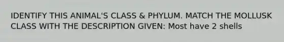 IDENTIFY THIS ANIMAL'S CLASS & PHYLUM. MATCH THE MOLLUSK CLASS WITH THE DESCRIPTION GIVEN: Most have 2 shells