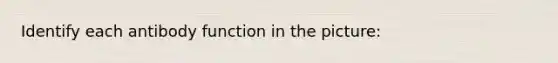 Identify each antibody function in the picture: