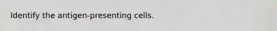 Identify the antigen-presenting cells.