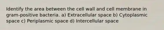 Identify the area between the cell wall and cell membrane in gram-positive bacteria. a) Extracellular space b) Cytoplasmic space c) Periplasmic space d) Intercellular space