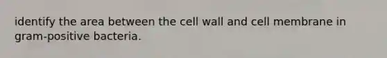 identify the area between the cell wall and cell membrane in gram-positive bacteria.